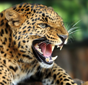 Пятнистая потасовка: леопарды дерутся за чужую добычу