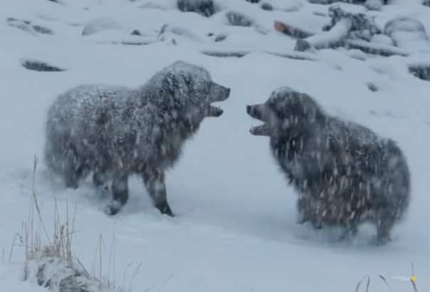 Влюбленные песцы встретились после разлуки