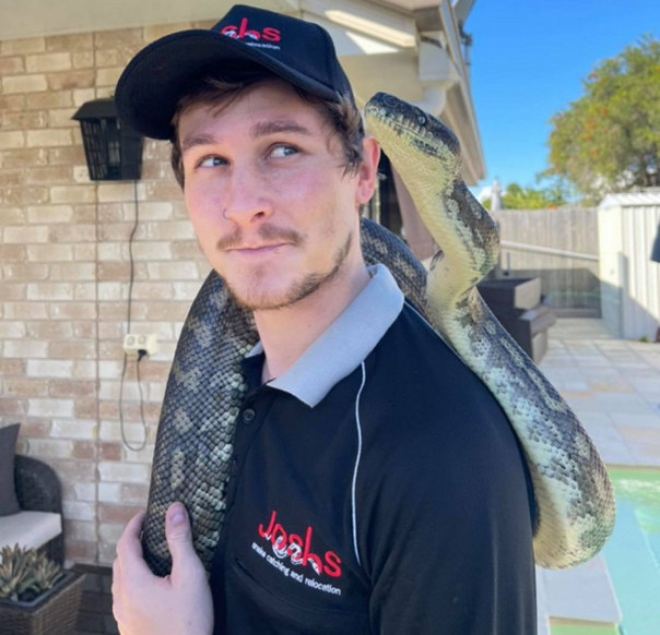 Трехметровый питон кусает змеелова