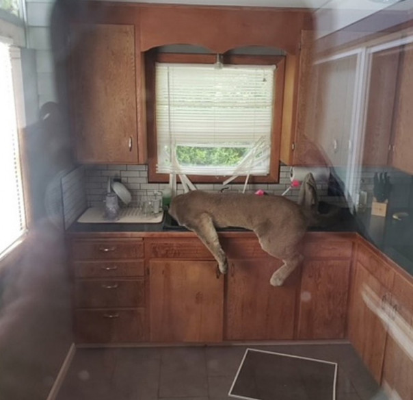 Пума проникла в дом американца и потеряла сознание в раковине