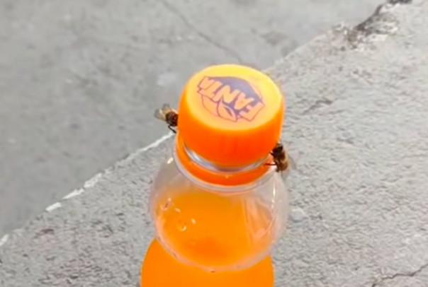 Две пчелы вместе откручивают крышку бутылки с газировкой