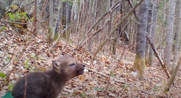 Услышь мой зов: маленький волчонок с грустными глазками воет прямо перед фотоловушкой
