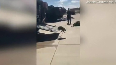 "Отступили без боя". Енот в БТР напугал американских военных