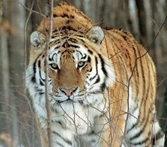 Встретив в лесу тигра, люди накормили его колбасой