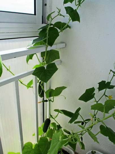 А.В.Росич. Коротко о повышении естественного иммунитета