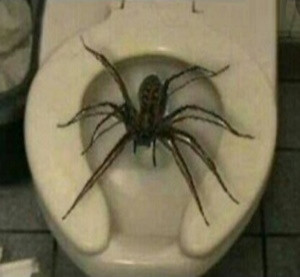 Нашествие пауков в Австралии