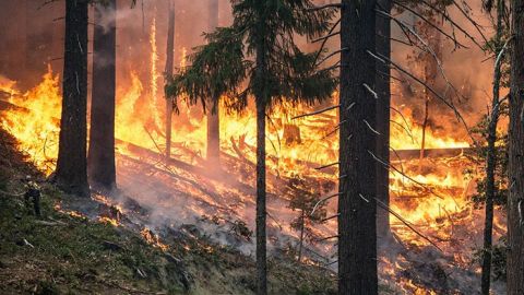 Чудовищные лесные пожары на турецких курортах. Погиб один человек