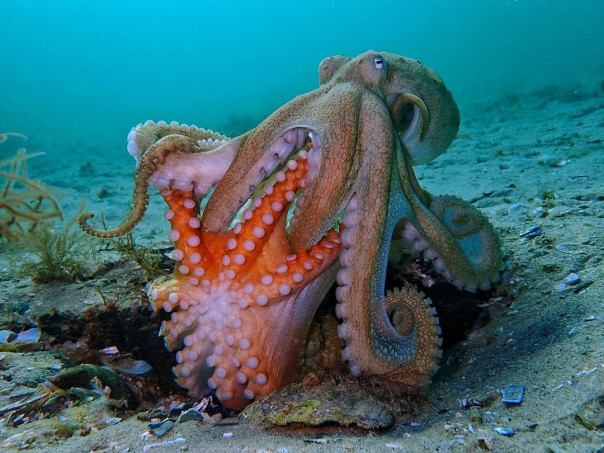 Брачные игры осьминогов