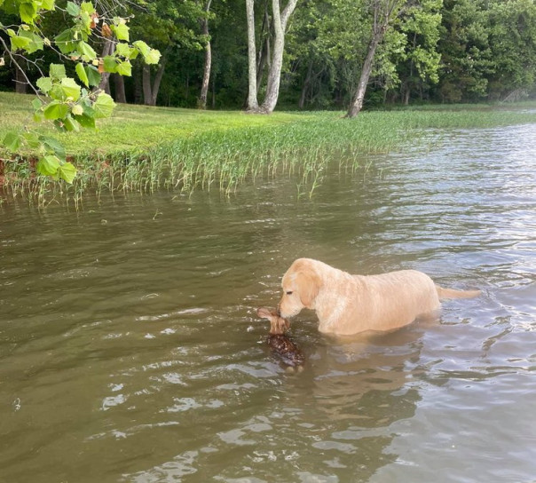 Собака спасает тонущего оленёнка