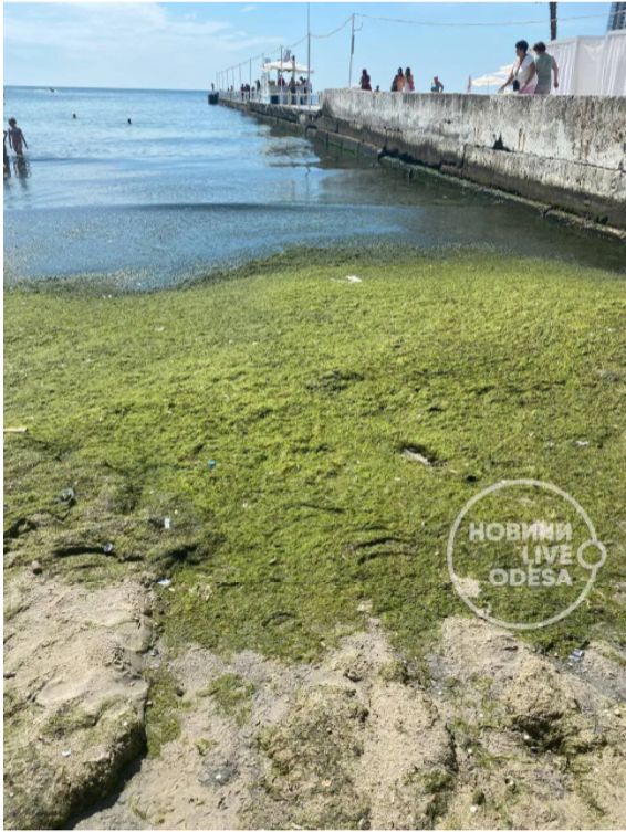 «Это просто вонючее болото»: туристы жалуются на жуткое состояние пляжей Одессы
