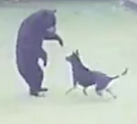 Медвежонок пришел в гости к людям и поиграл с собакой