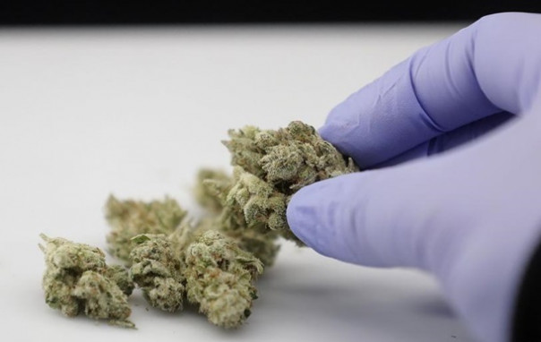 Комитет Рады одобрил законопроект о каннабисе