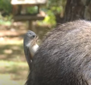 Наглые синицы выщипывают мех у хищников, и это выглядит уморительно