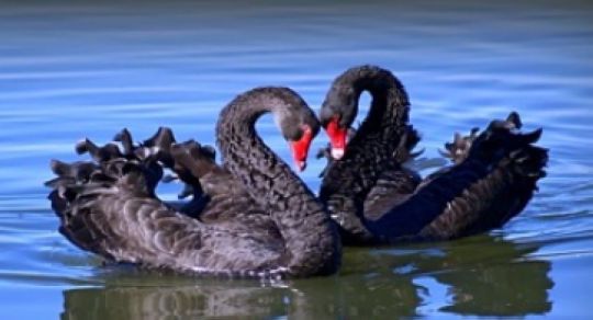 США. Стаи "черных лебедей" уже на горизонте | Продовольственная инфляция в США