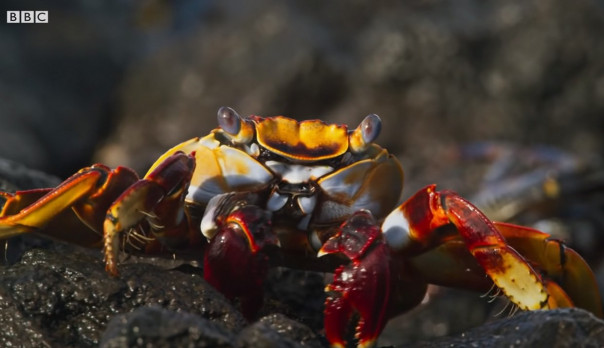 Маленький краб спасается от морских чудищ: остросюжетное видео