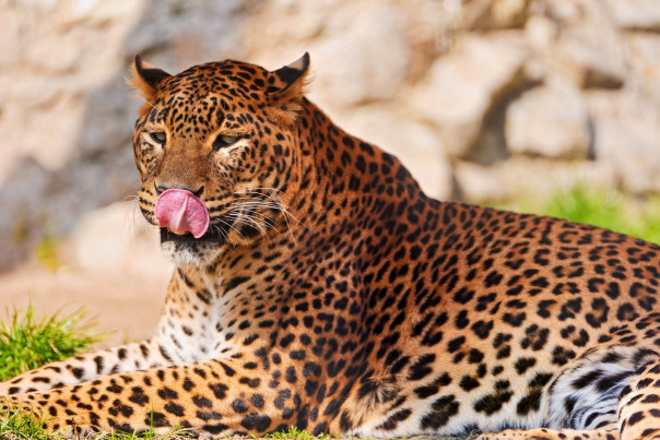 «Я лучше поужинаю»: вместо спаривания леопард получил лёгкую добычу