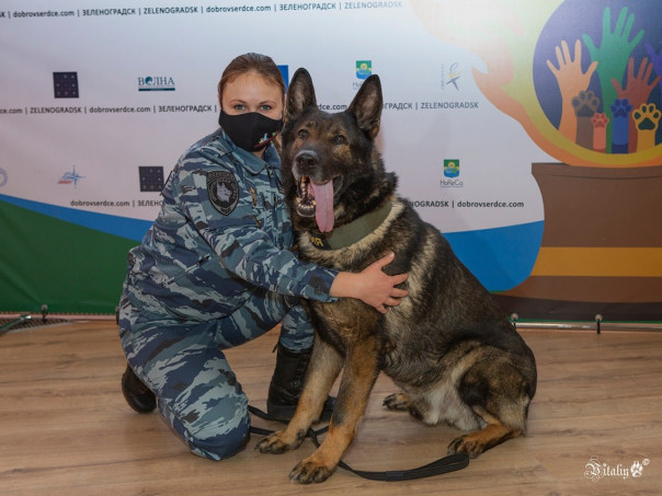 Пёс из России получил итальянскую награду «собачьей верности»