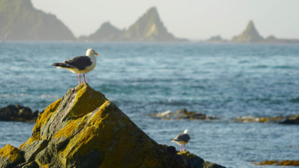 "Размечтались": японцы оценили шансы вернуть Курилы при новом премьере