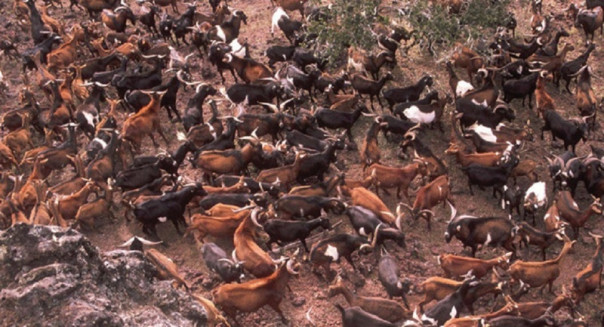 Великая козлиная война