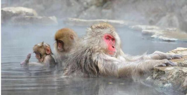 Экзотический способ: Одессу предлагают отапливать холодным зимним морем