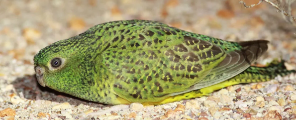 Земляной попугай: Быстрые, дерзкие и безбашенные адреналиновые наркоманы