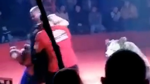 Медведь напал в цирке на беременную девушку