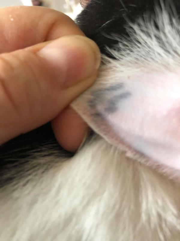 Кошачье ухо необандеровского неонацизма. Владимир Скачко