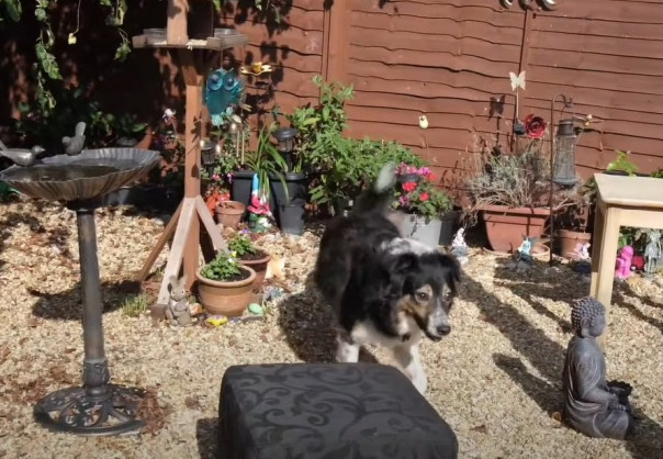 Слепой пёс мастерски обходит любые препятствия. Его хозяйка почти год считала собаку здоровой