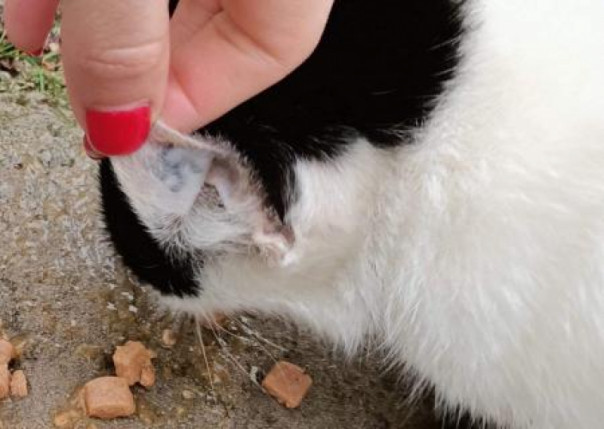 Кошачье ухо необандеровского неонацизма. Владимир Скачко