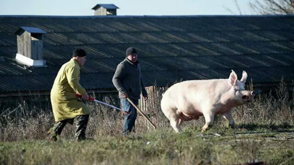 Украина нашла альтернативное топливо, но ей может помешать скотина