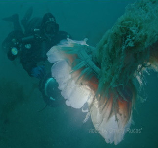 В Дальневосточном заповеднике впервые сняли самую большую в мире медузу