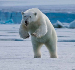 Уникальные кадры охоты белого медведя на оленя