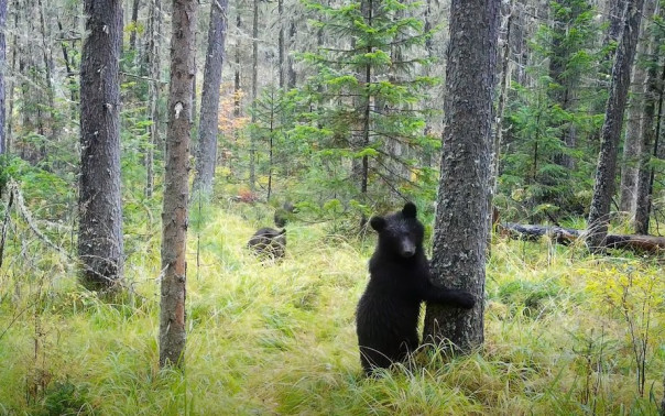 Детский сад рысят и медвежат: ценные кадры из нацпарка «Красноярские Столбы»