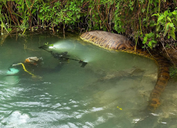 Прожорливая анаконда попала в неловкую ситуацию