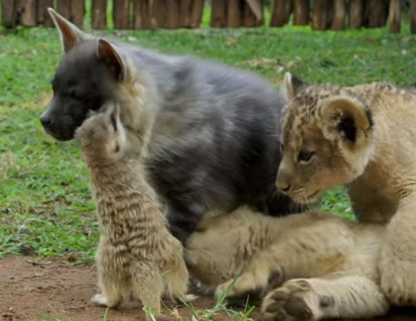 Необычная дружба львят, гиены и суриката