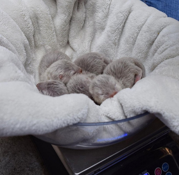 Милота дня: в американском зоопарке родились карликовые выдры