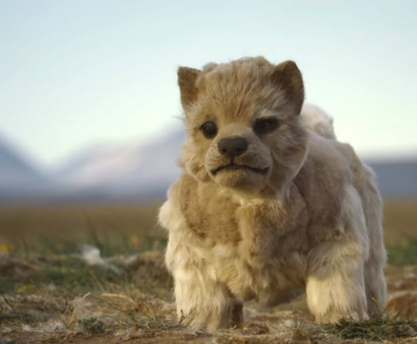 Охота полярных волков глазами робота-шпиона