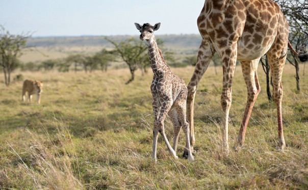 Жираф защищает новорожденного детеныша от львицы: трагическое видео [21+]