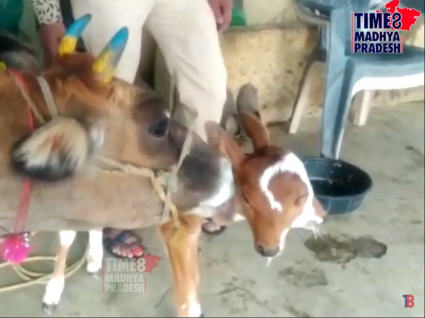 В Индии родился телёнок с четырьмя глазами и двумя ртами