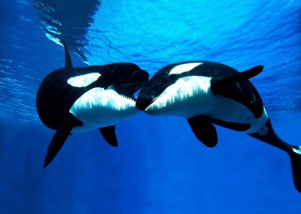 Люди океана: цивилизация дельфинов