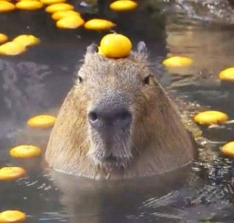 Капибары расслабляются в спа: видео дня