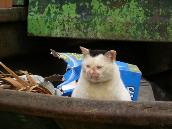 Помойный шпрехенфюрер