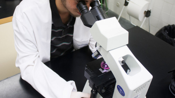 Первые в мире биороботы научились размножаться