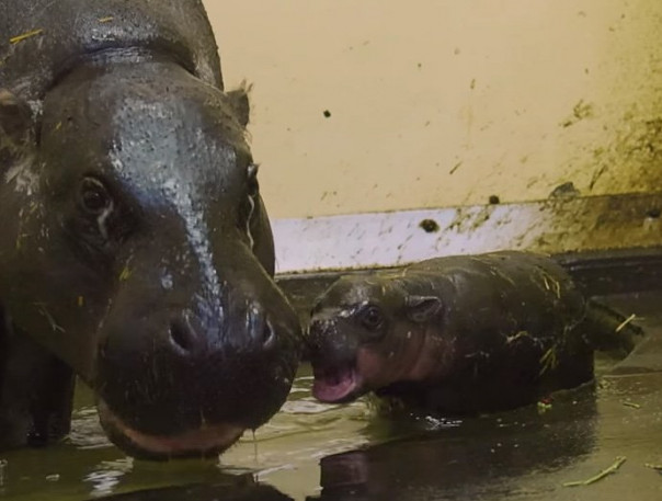 Новорожденный карликовый бегемот делает первые шаги