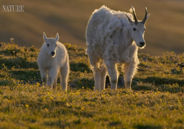 Снежный козленок ищет свою маму: трогательное видео