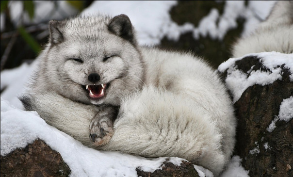 Расплата Франции за игры с зелёной энергетикой