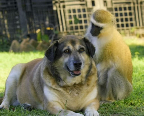 Мартышка подчинила себе стаю агрессивных собак