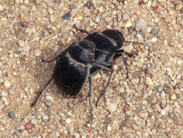 Кровавое рубилово львов с буйволами: адский трэш африканского парка