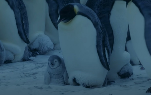 Потерявшийся пингвинёнок ищет маму: трогательное видео
