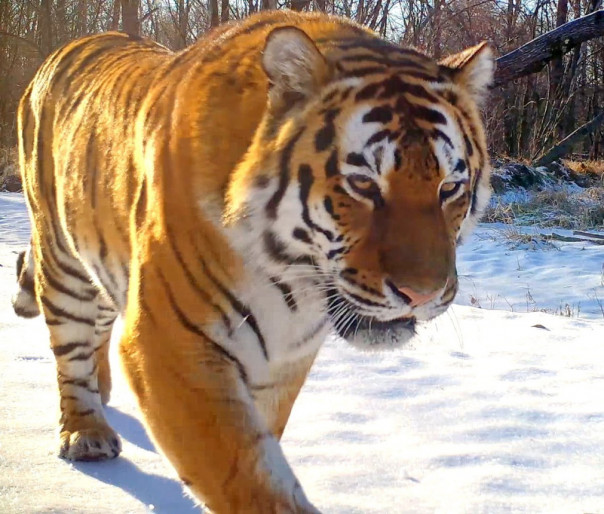 Мычащий амурский тигр прошел по следам туристов на «Земле леопарда»